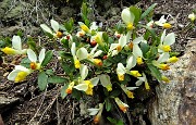 82 Fiori di poligola falso bosso